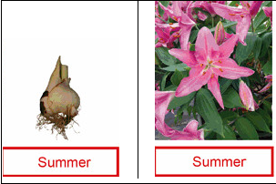 Sự khác biệt về vòng đời giữa hoa ly và hoa tulip